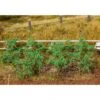Faller 18 Tomato Plants