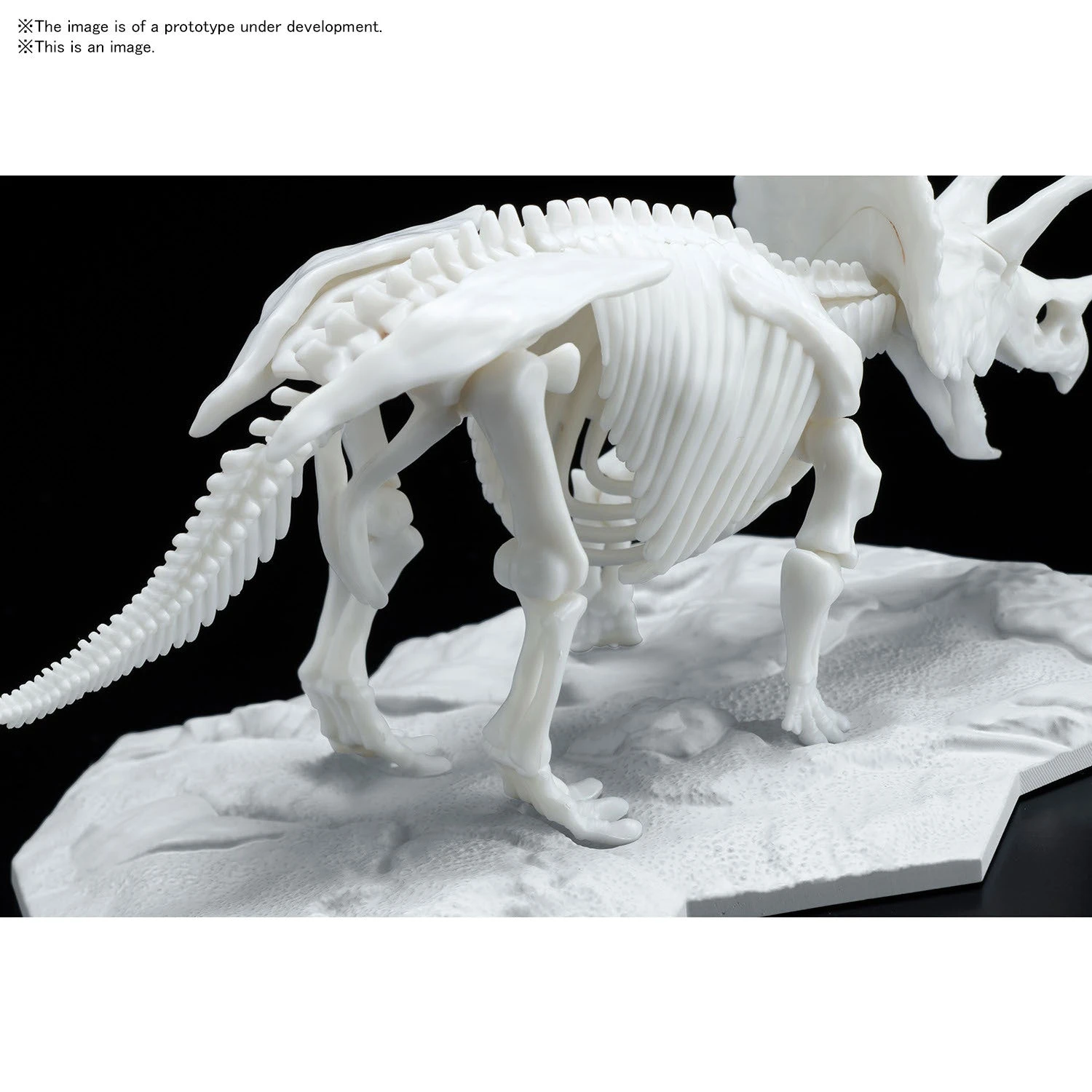 Bandai DINOSAUR MODEL KIT LIMEX SKELETON Triceratops 6 Bandai DINOSAUR MODEL KIT LIMEX SKELETON Triceratops - Image 6