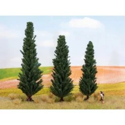 Cypresses